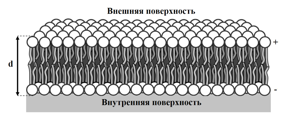 Рисунок